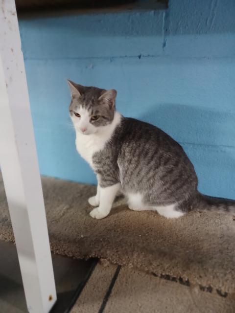Enlarge Ruth, a Adoptable mixed breed in Blountville, TN image 2/6