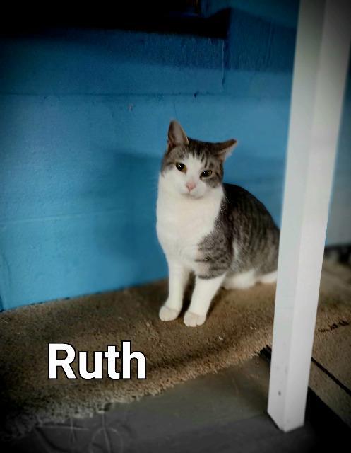 Enlarge Ruth, a Adoptable mixed breed in Blountville, TN image 3/6