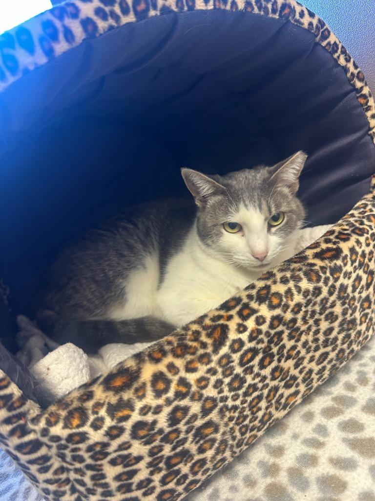 Enlarge Ruth, a Adoptable mixed breed in Blountville, TN image 6/6