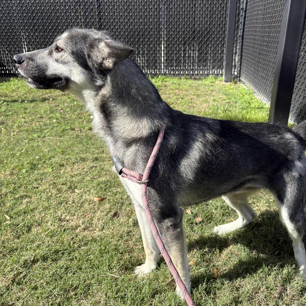 Winnie, Adoptable, Adult Female Husky & German Shepherd Dog.