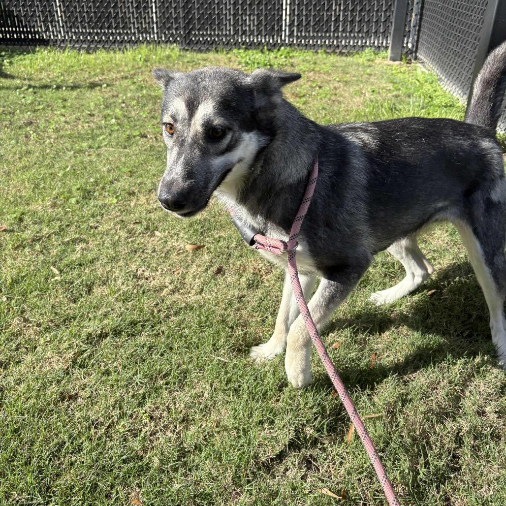 Enlarge Winnie, a Adoptable mixed breed in Beaumont, TX image 2/6