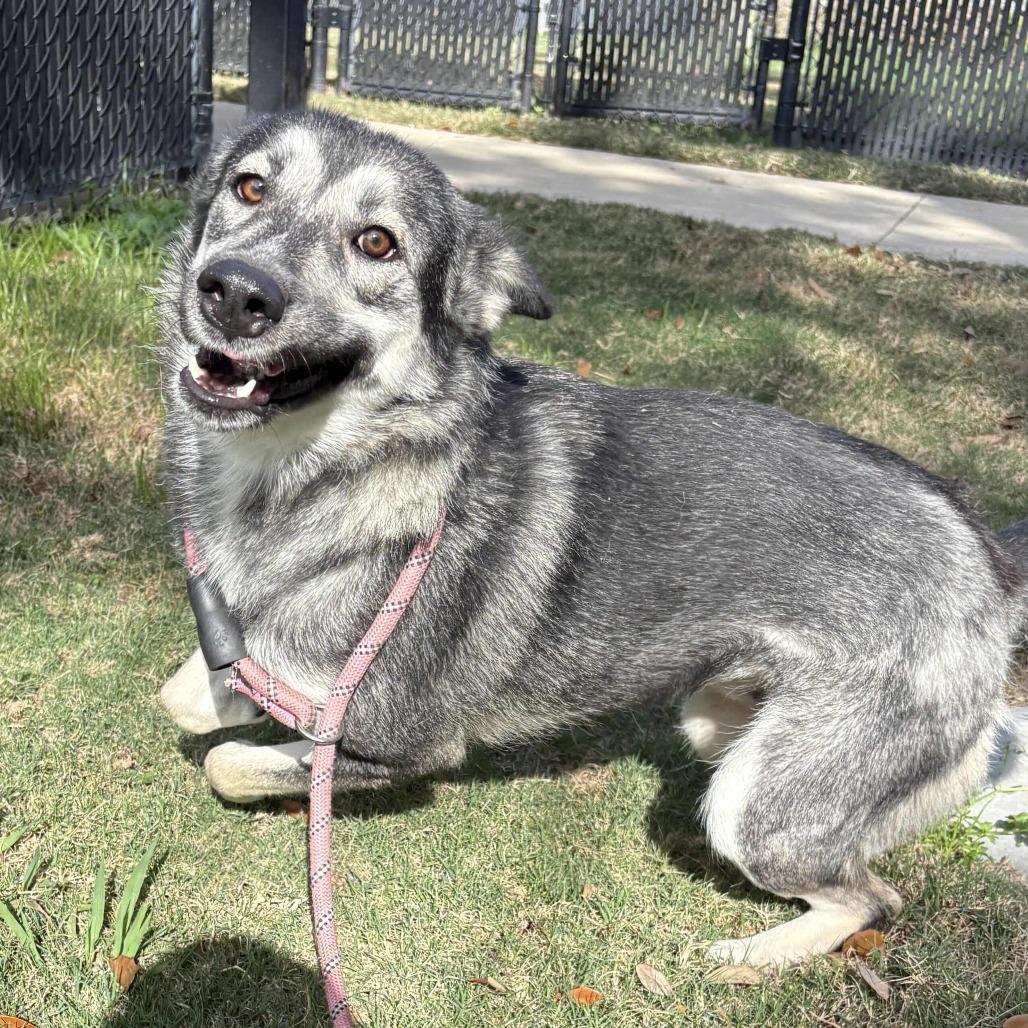 Enlarge Winnie, a Adoptable mixed breed in Beaumont, TX image 3/6