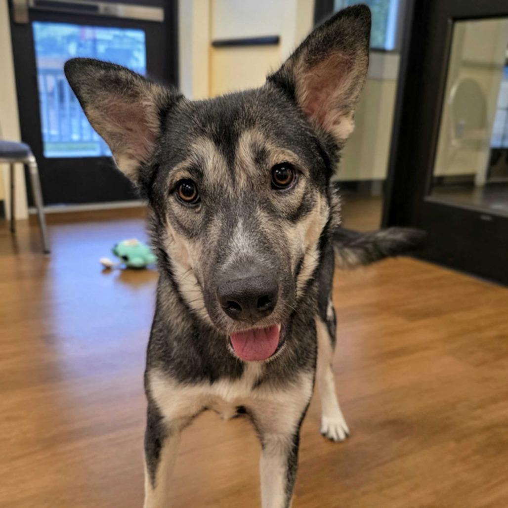 Winnie, a Adoptable mixed breed in Beaumont, TX image 2/2