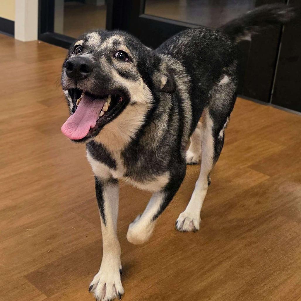 Winnie, Adoptable, Adult Female Husky & German Shepherd Dog.