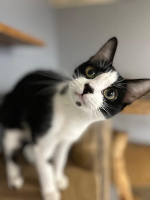 Enlarge Celeste, a ADOPTABLE Domestic Short Hair in Chisholm, MN image 3/5