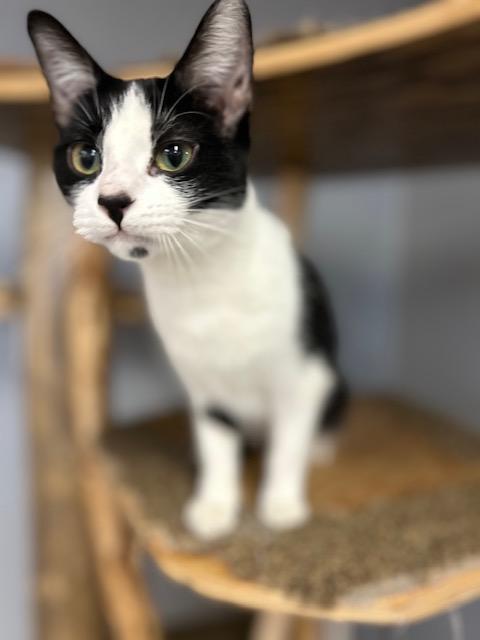 Enlarge Celeste, a ADOPTABLE Domestic Short Hair in Chisholm, MN image 2/5