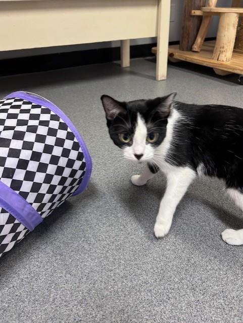 Enlarge Celeste, a ADOPTABLE Domestic Short Hair in Chisholm, MN image 4/5