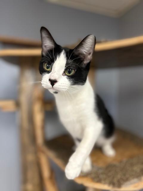 Enlarge Celeste, a ADOPTABLE Domestic Short Hair in Chisholm, MN image 1/5