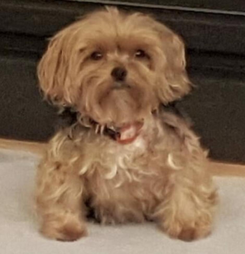 Enlarge Chloe, an adopted Yorkshire Terrier in Amherst, MA image 6/6