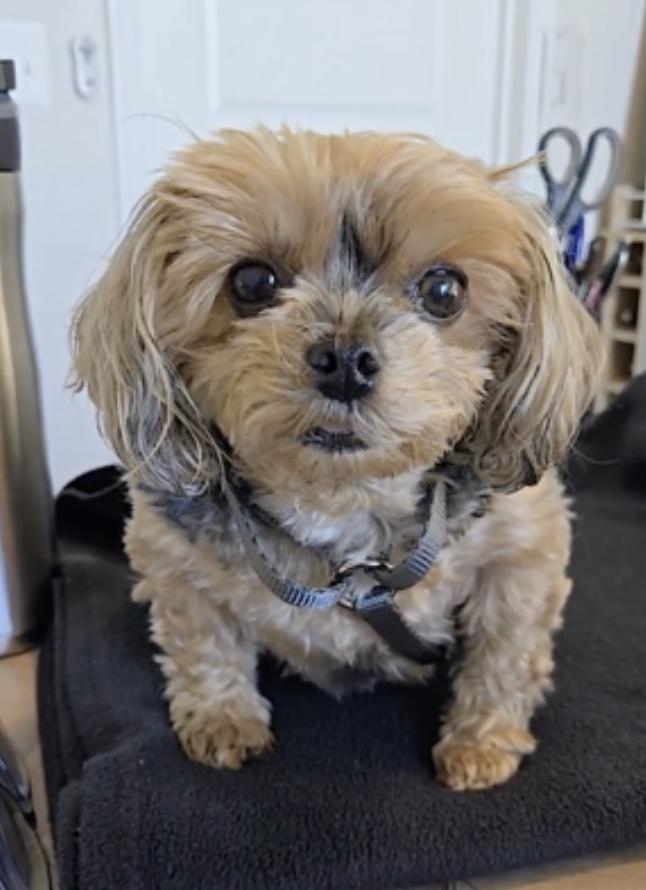 Enlarge Chloe, an adopted Yorkshire Terrier in Amherst, MA image 3/6