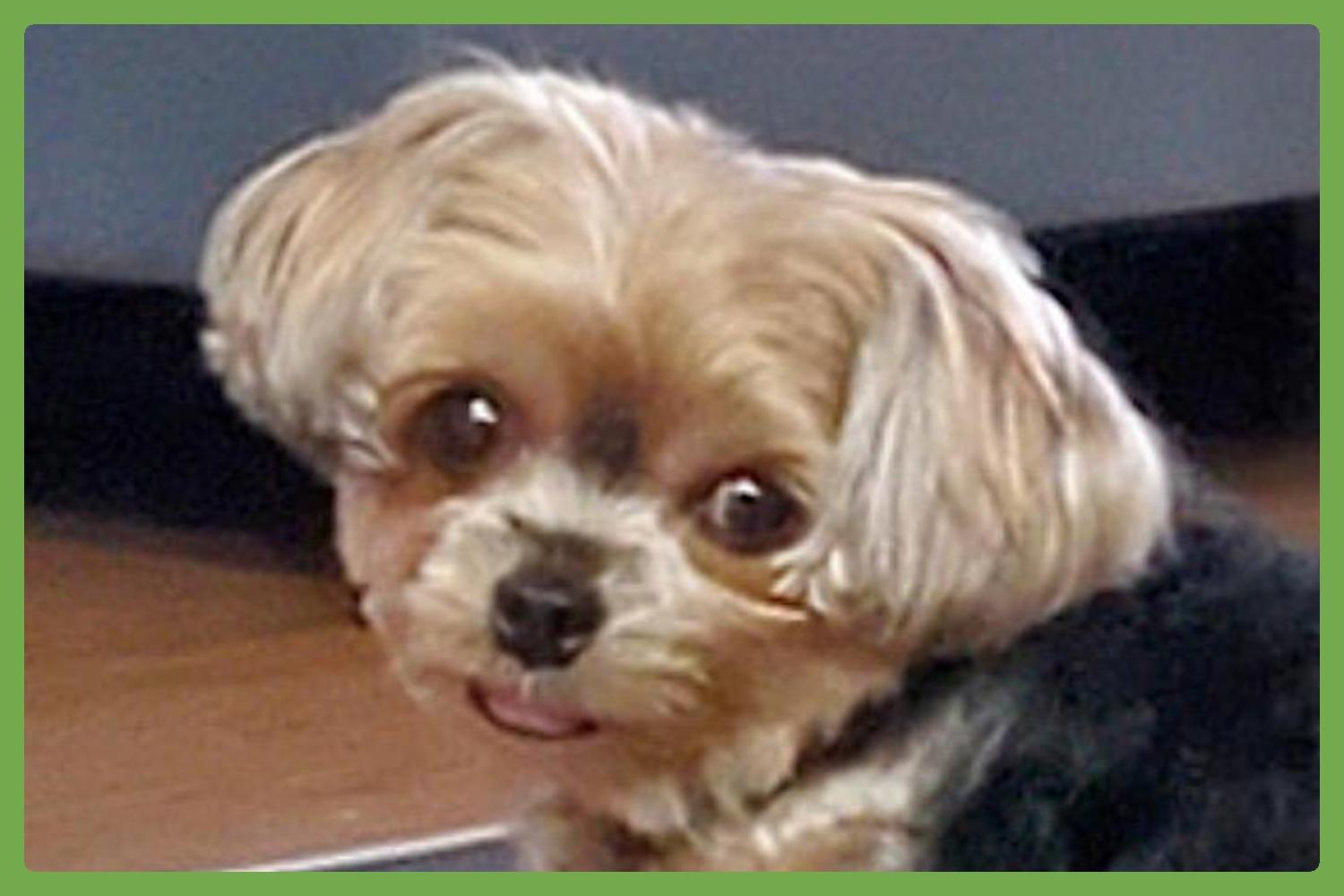 Chloe, adopted, Adult Female Yorkshire Terrier.