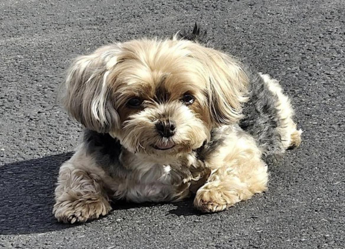 Enlarge Chloe, an adopted Yorkshire Terrier in Amherst, MA image 4/6