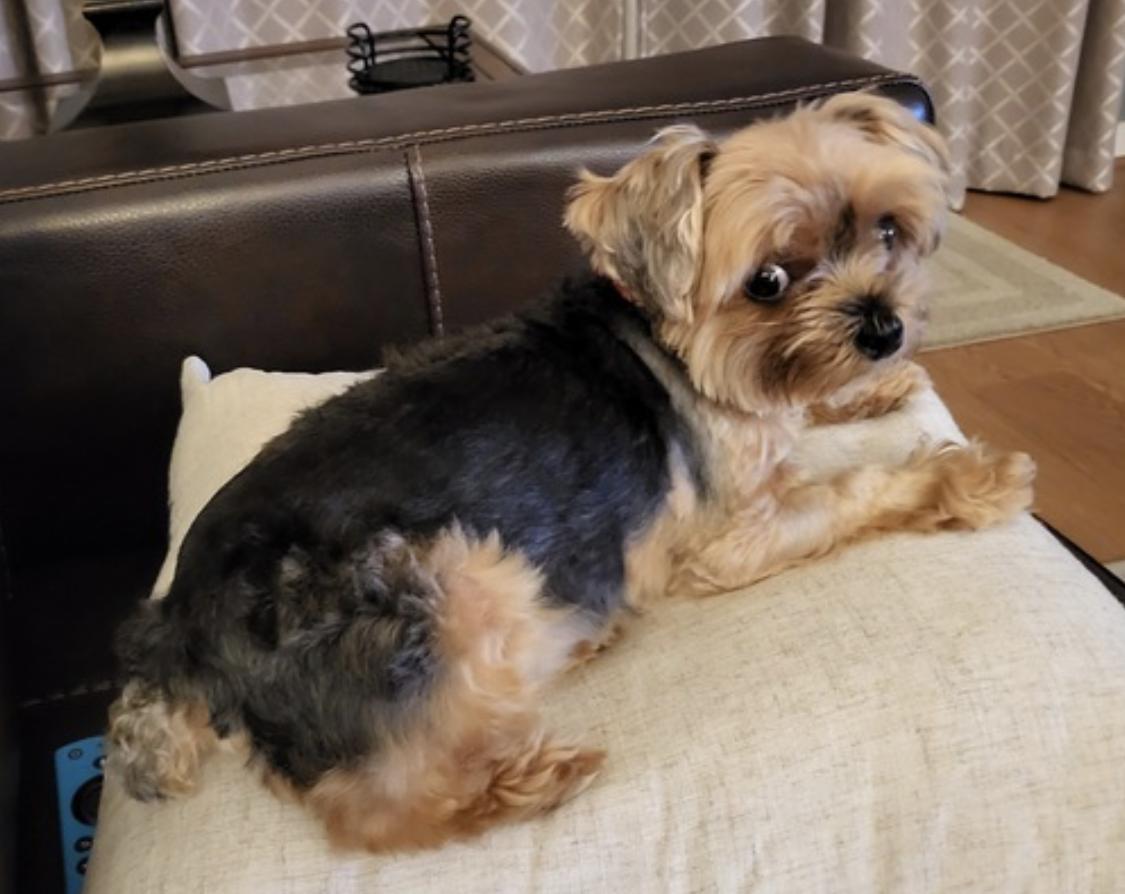 Enlarge Chloe, an adopted Yorkshire Terrier in Amherst, MA image 5/6