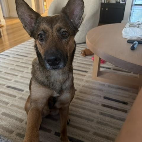 Enlarge Anne, an adoptable mixed breed in Williston, VT image 1/5