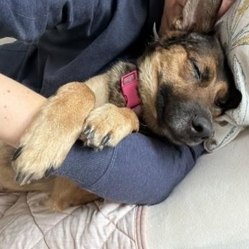 Enlarge Anne, an adoptable mixed breed in Williston, VT image 3/5
