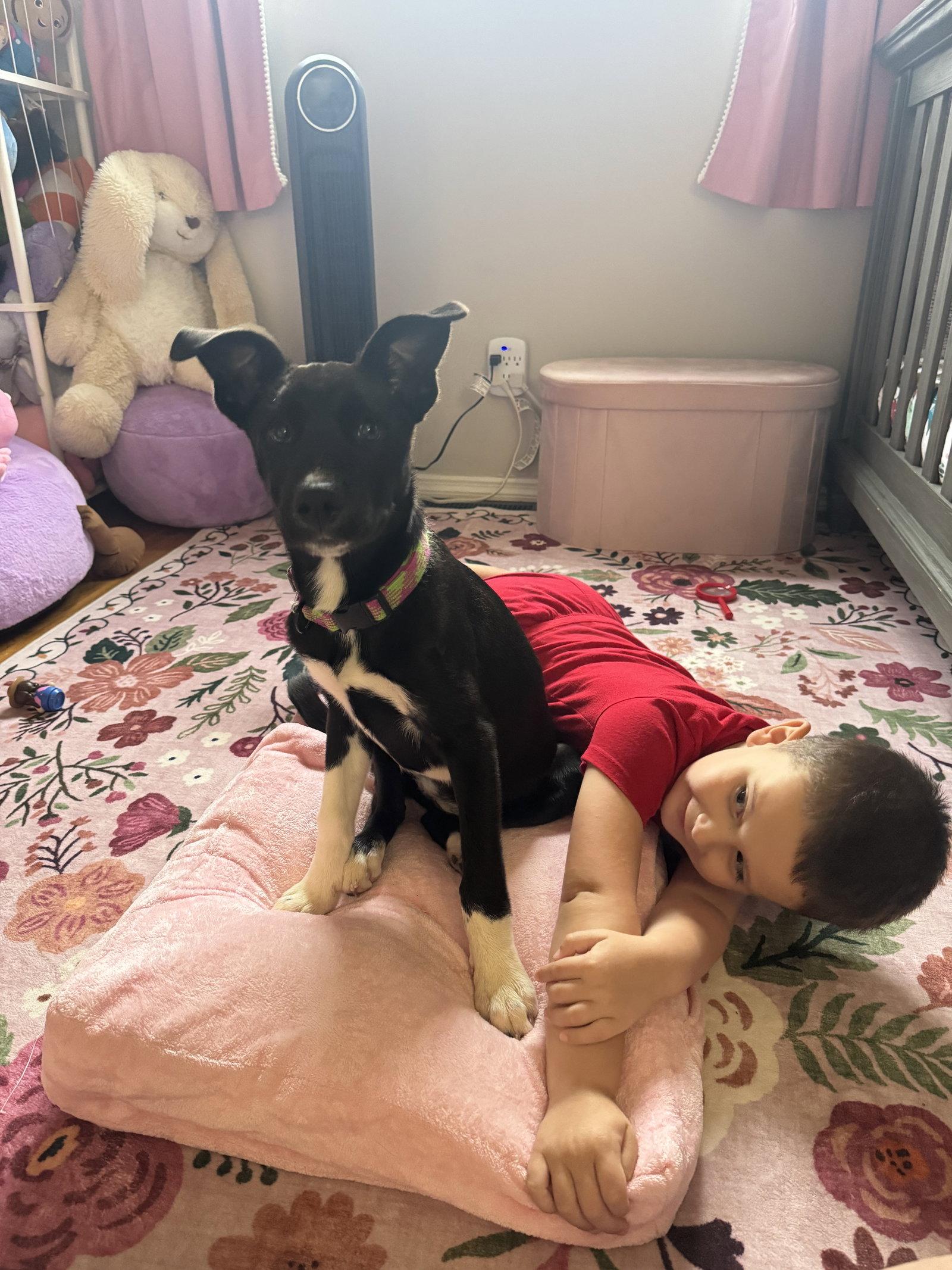 Enlarge BAILEY, a Adoptable Mixed Breed in Fenton, MO image 1/3