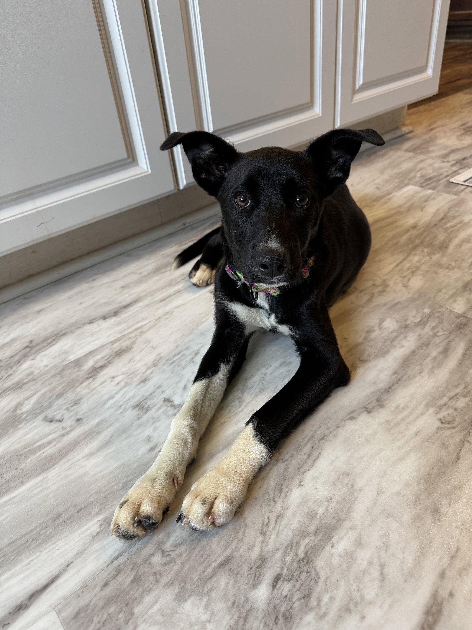 Enlarge BAILEY, a Adoptable Mixed Breed in Fenton, MO image 3/3