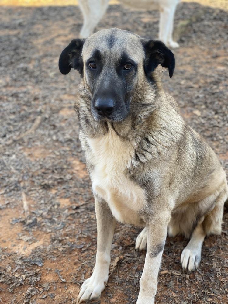 Enlarge Theo - PLEASE READ ALL INFORMATION, a Adoptable Anatolian Shepherd in Greenville, SC image 1/4
