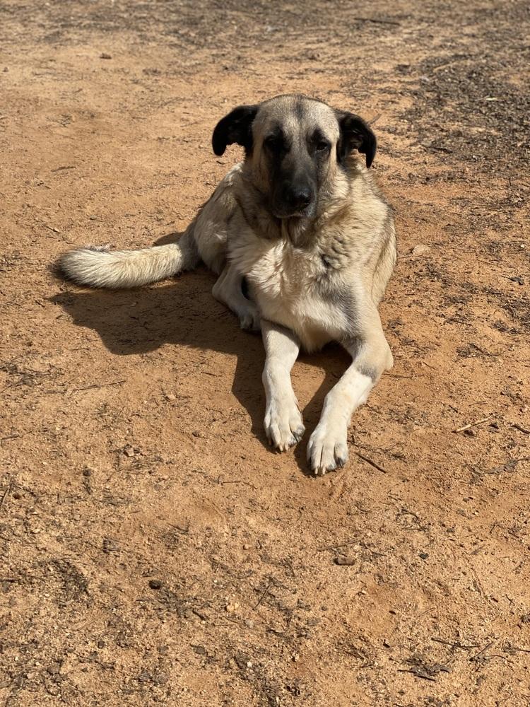 Enlarge Theo - PLEASE READ ALL INFORMATION, a Adoptable Anatolian Shepherd in Greenville, SC image 2/4