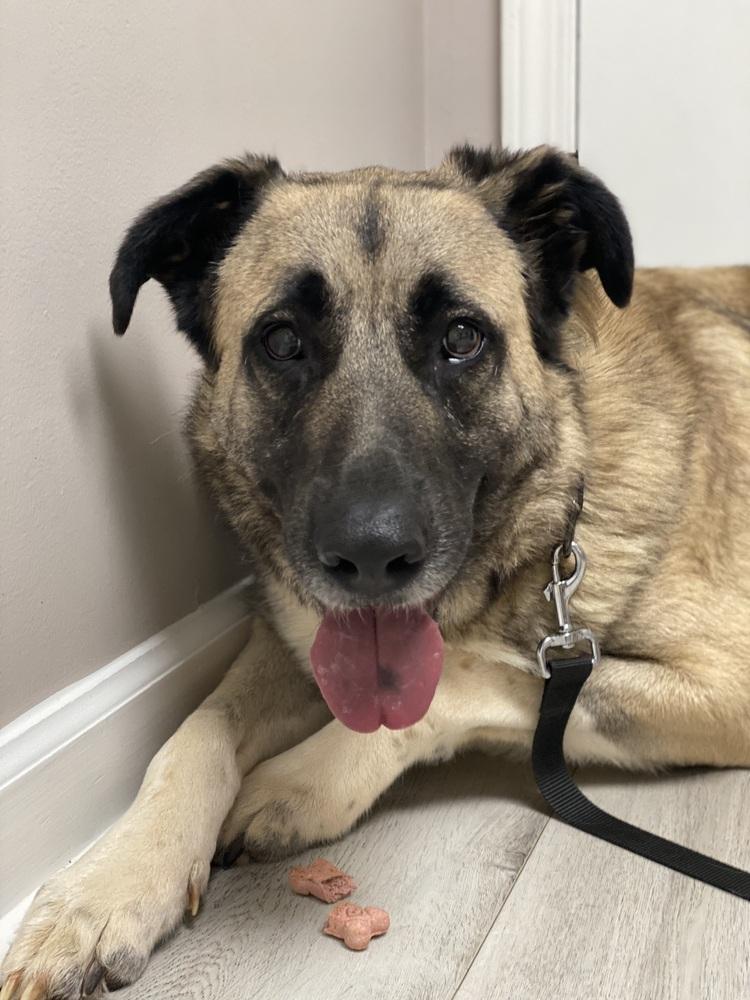 Enlarge Theo - PLEASE READ ALL INFORMATION, a Adoptable Anatolian Shepherd in Greenville, SC image 4/4