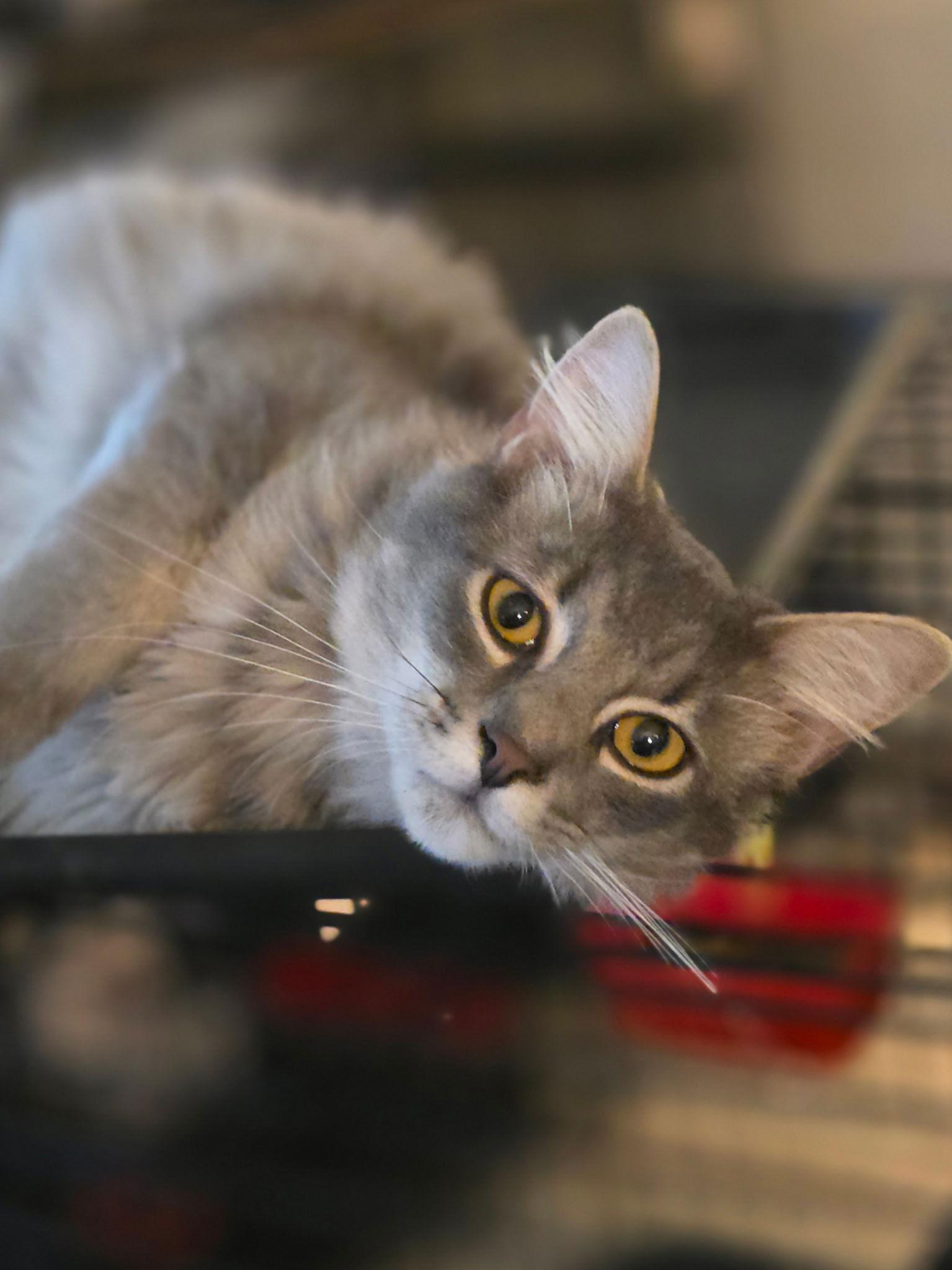 Enlarge River ( MC), a Adopted mixed breed in Napa, CA image 2/3