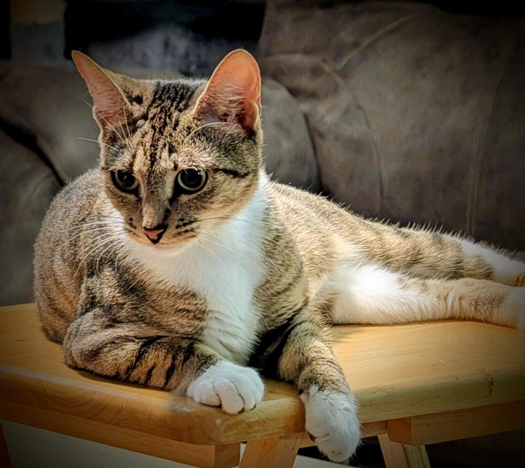 MiMi, Adoptable, Adult Female Domestic Short Hair.