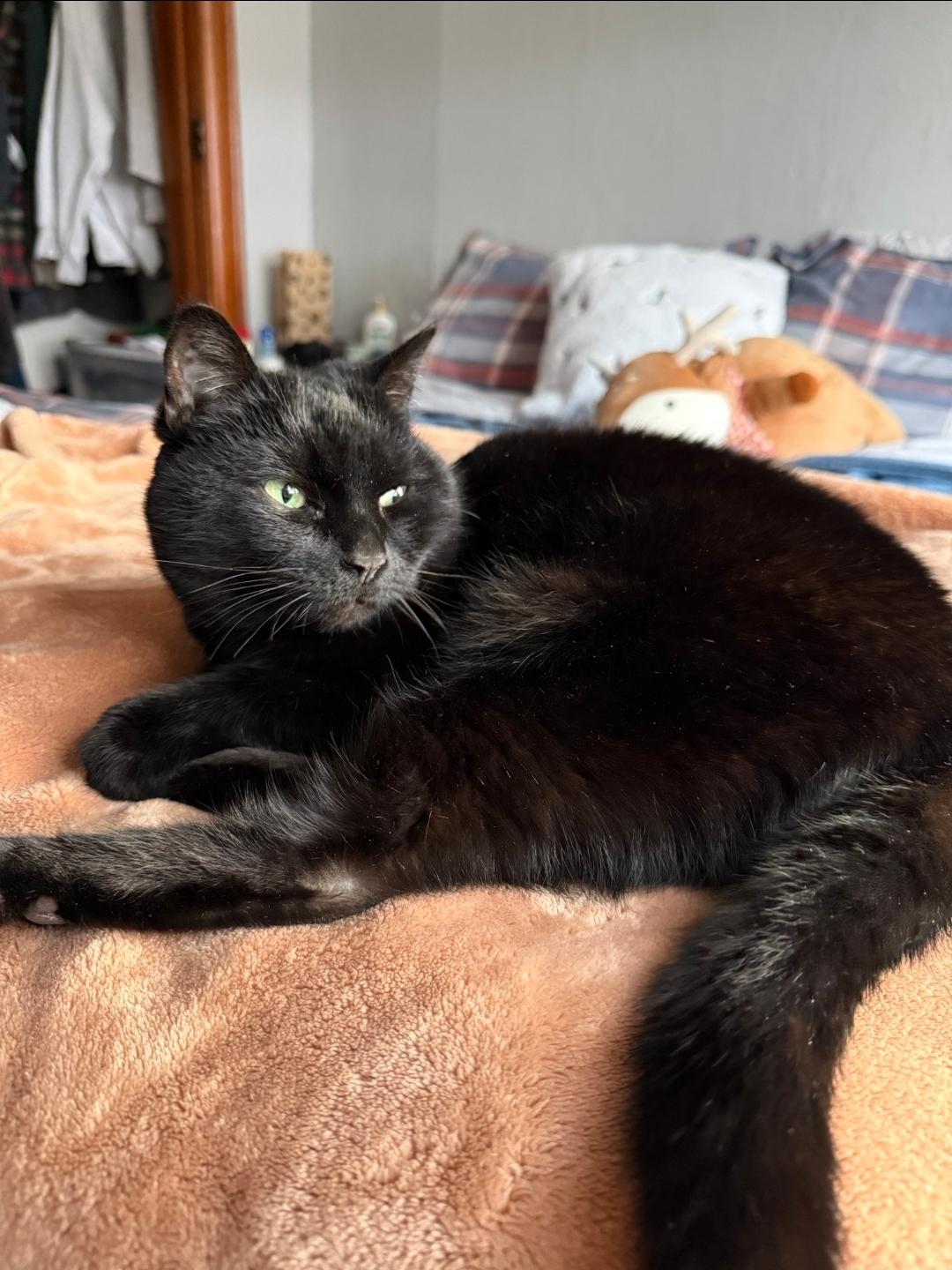 Nelly, Adoptable, Adult Female Domestic Short Hair.