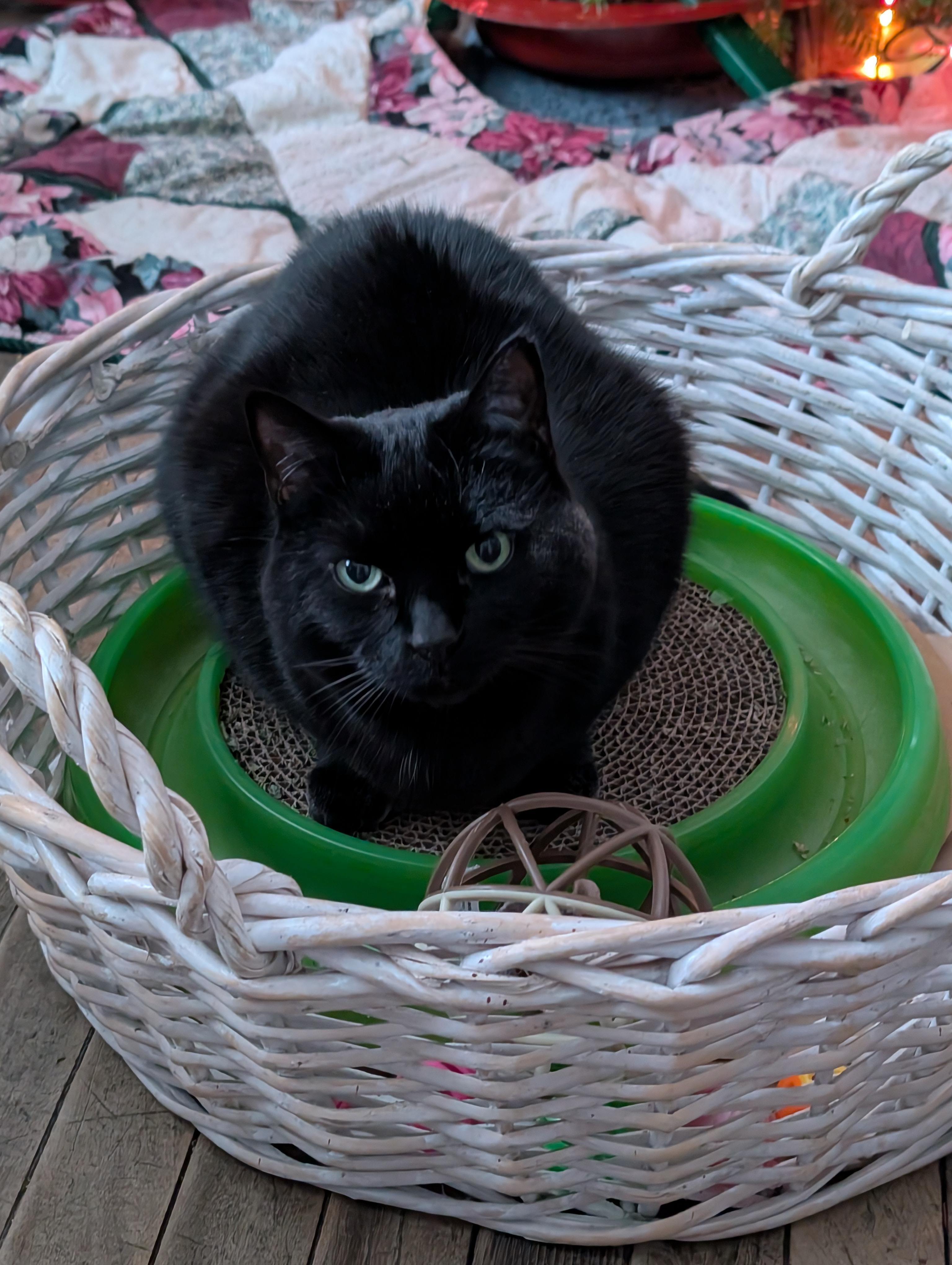 Nelly — thumbnail 3