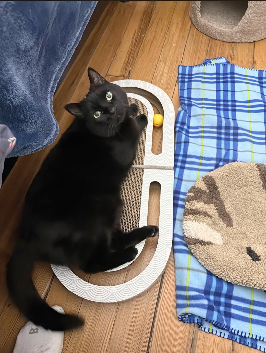 Nelly — thumbnail 6