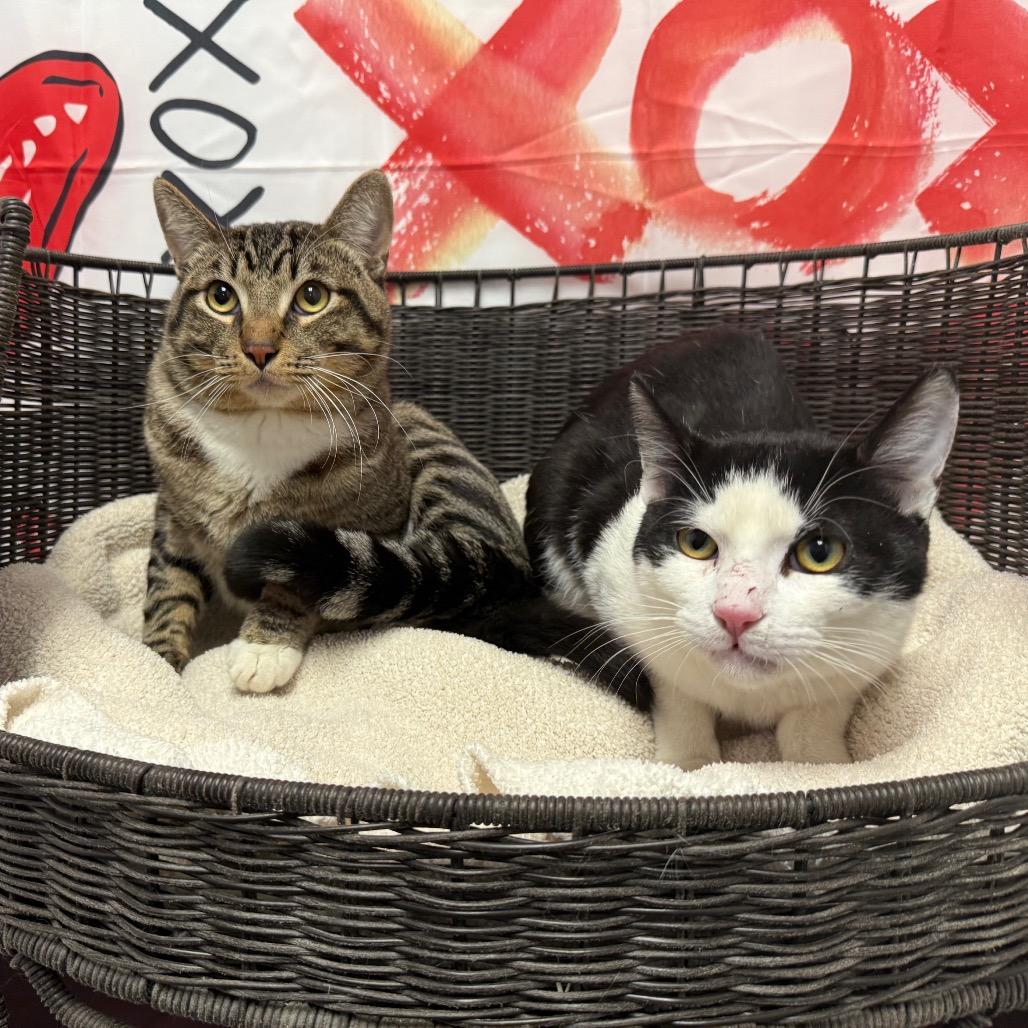 Brennan, Adoptable, Adult Male Domestic Short Hair.