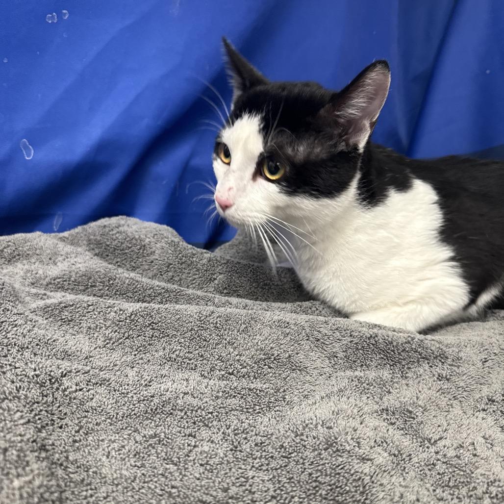 Enlarge Brennan, a Adoptable Domestic Short Hair in Henderson, NV image 2/2