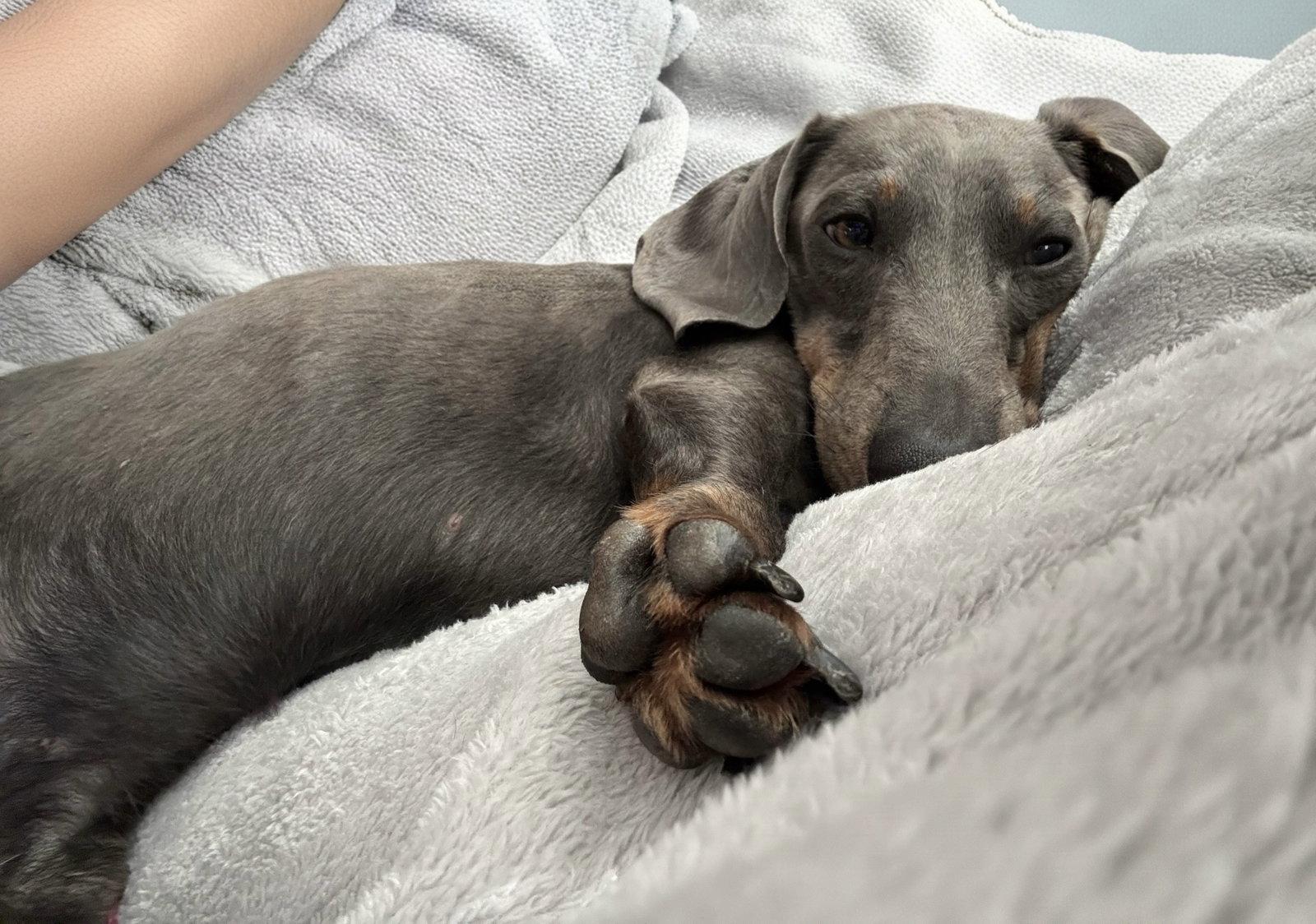 Rambo2 (being fostered in Jacksonville, FL), Adopted, Young Male Dachshund.
