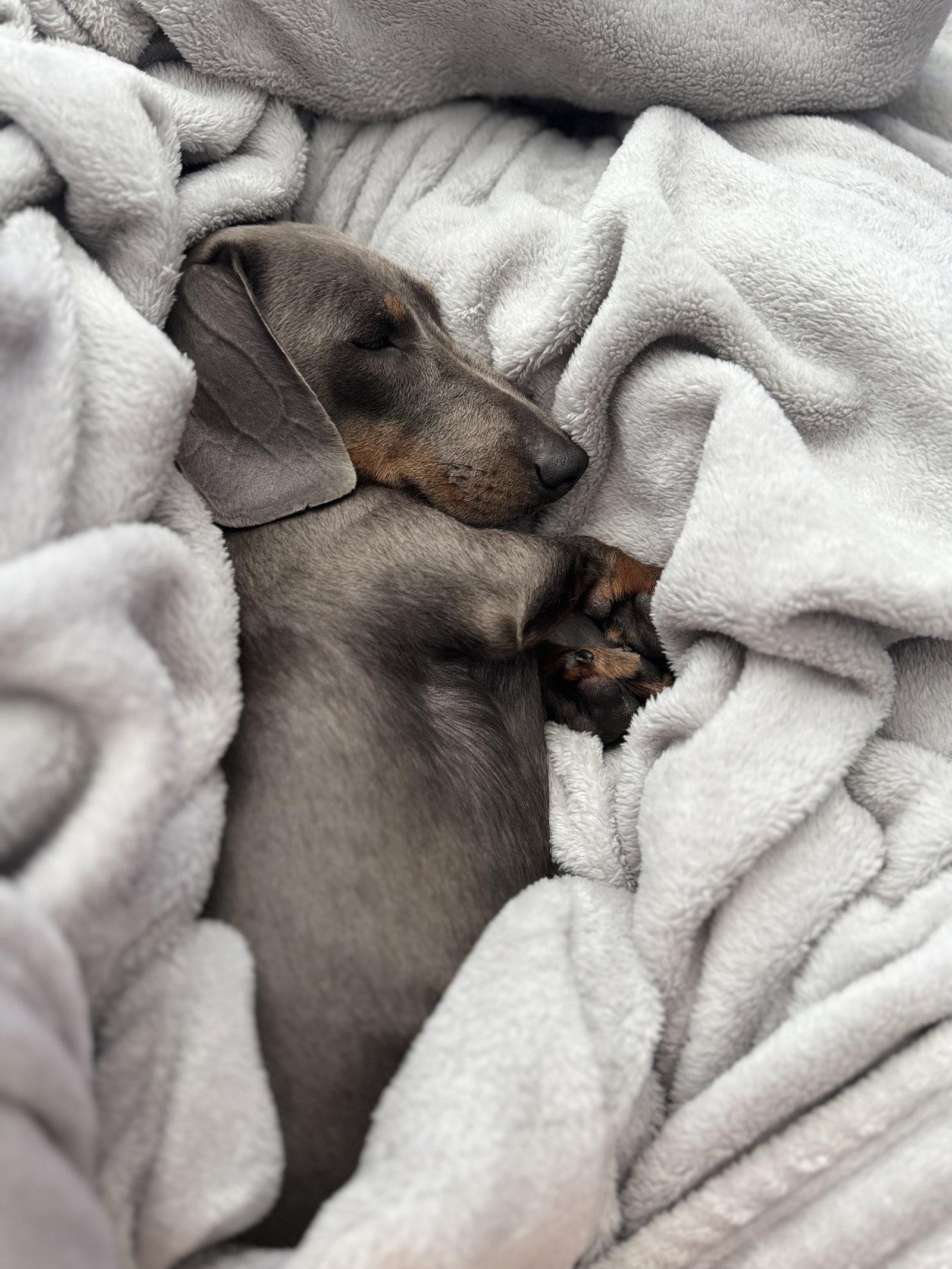 Enlarge Rambo2 (being fostered in Jacksonville, FL), a Adopted Dachshund in West Columbia, SC image 2/3