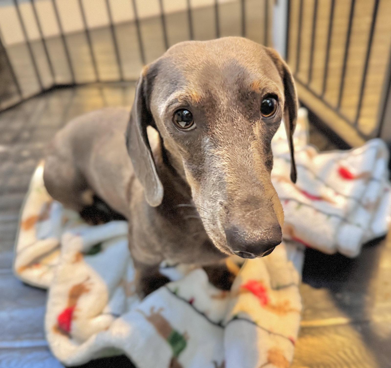 Enlarge Rambo2 (being fostered in Jacksonville, FL), a Adopted Dachshund in West Columbia, SC image 3/3