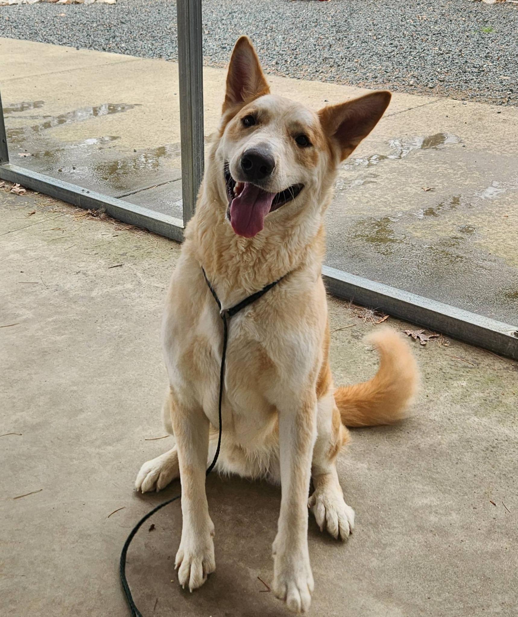 Ted, a ADOPTABLE Husky in Monroe, NC image 2/6