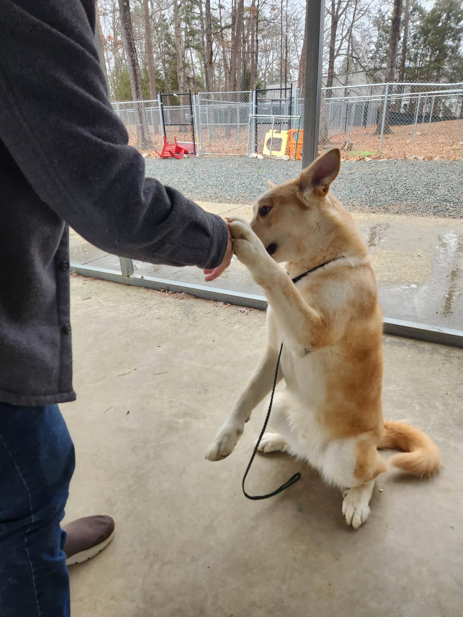 Ted, a ADOPTABLE Husky in Monroe, NC image 4/6