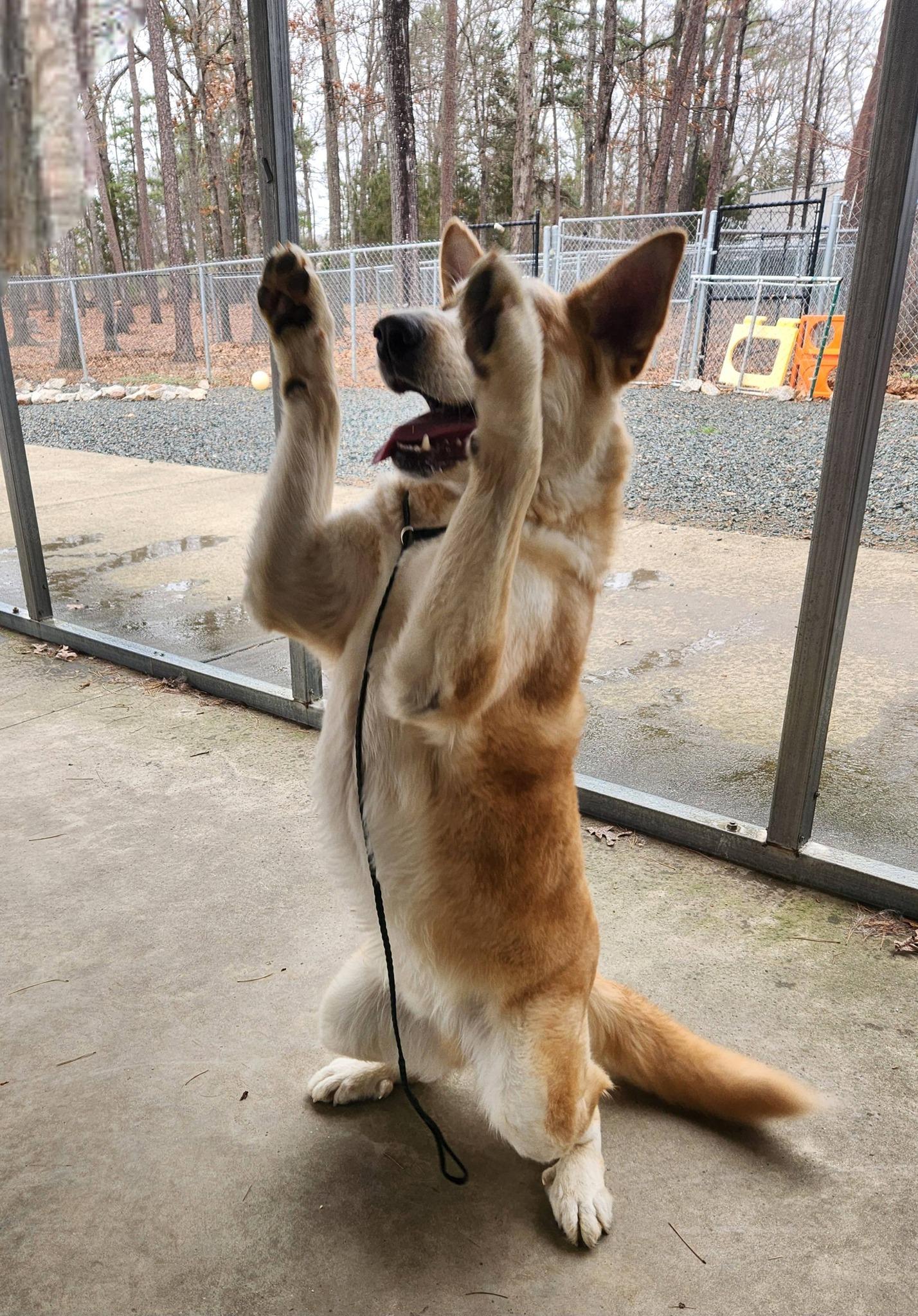 Ted, a ADOPTABLE Husky in Monroe, NC image 3/6