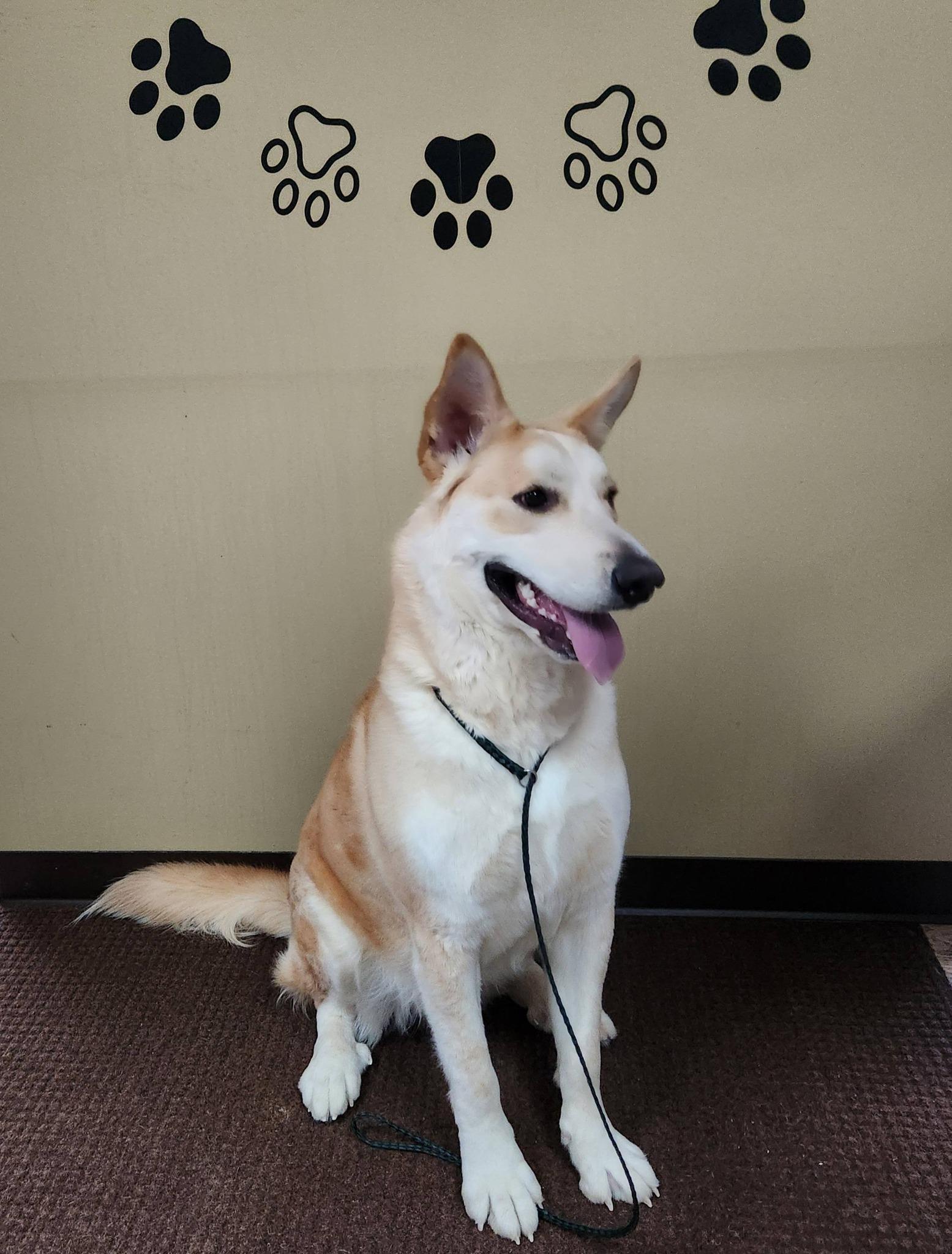 Ted, a ADOPTABLE Husky in Monroe, NC image 6/6