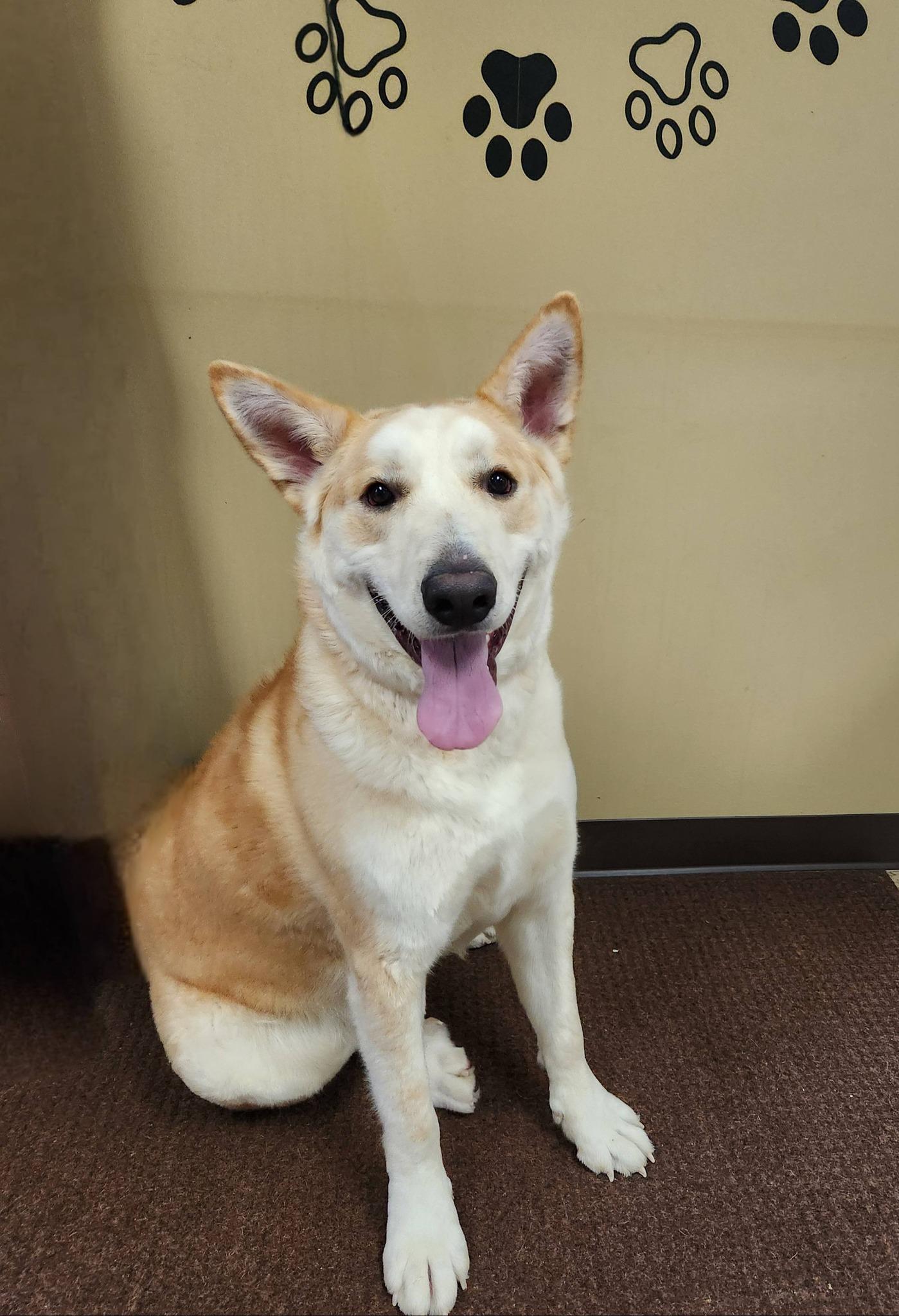 Ted, a ADOPTABLE Husky in Monroe, NC image 1/6