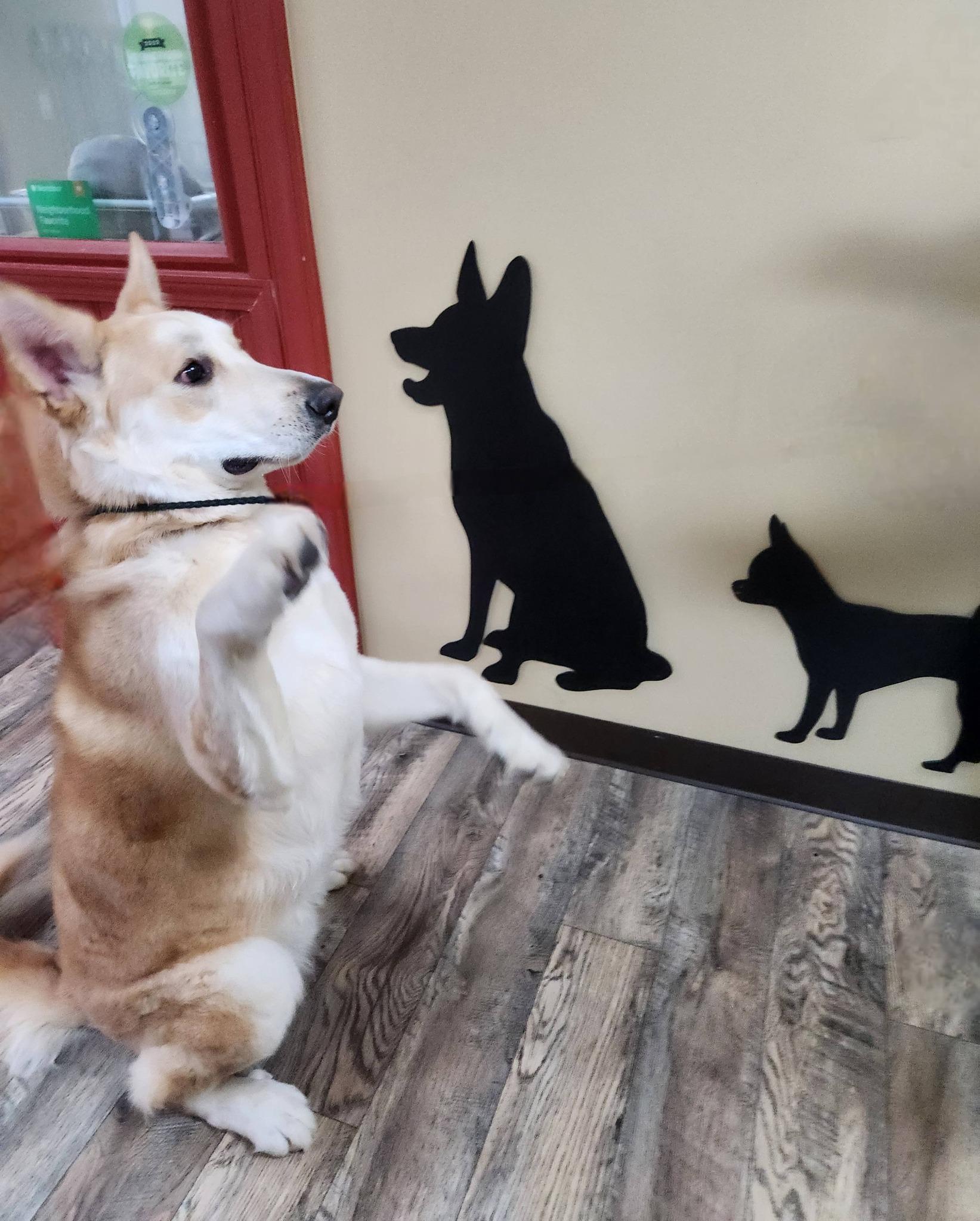 Ted, a ADOPTABLE Husky in Monroe, NC image 5/6