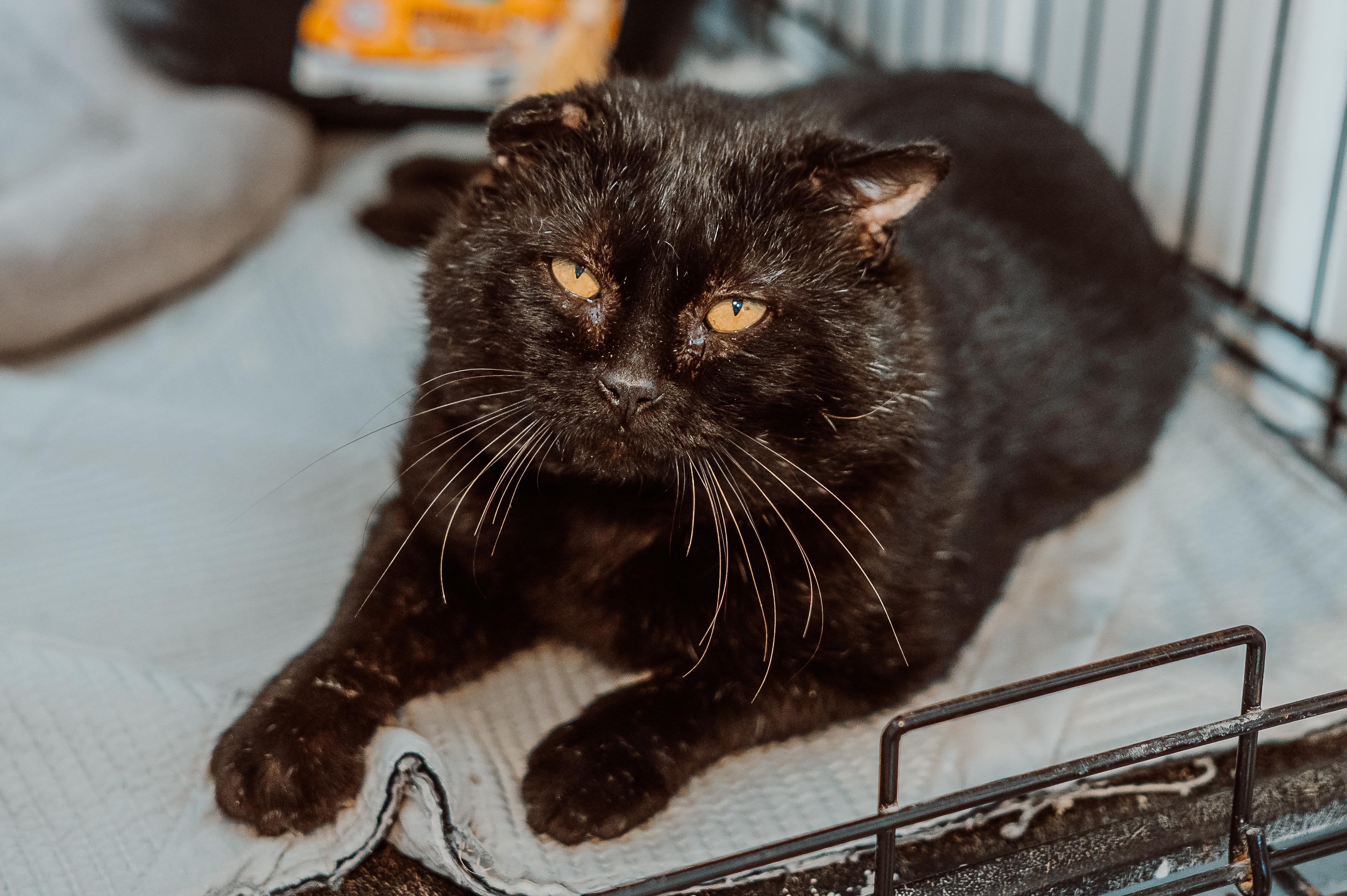 Rodney, ADOPTABLE, Adult Male Domestic Short Hair.