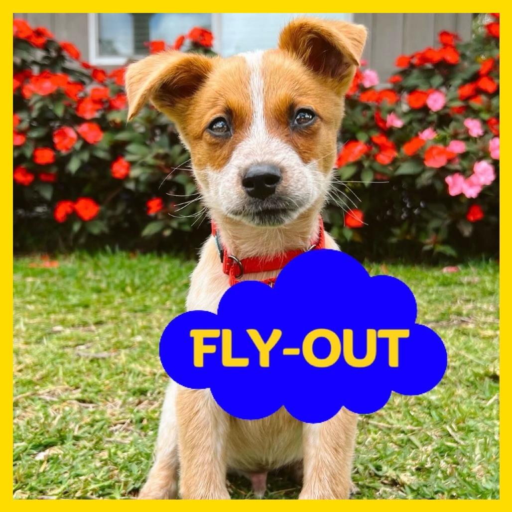 Ollie, Adoptable, Puppy Male Cattle Dog & Mixed Breed.