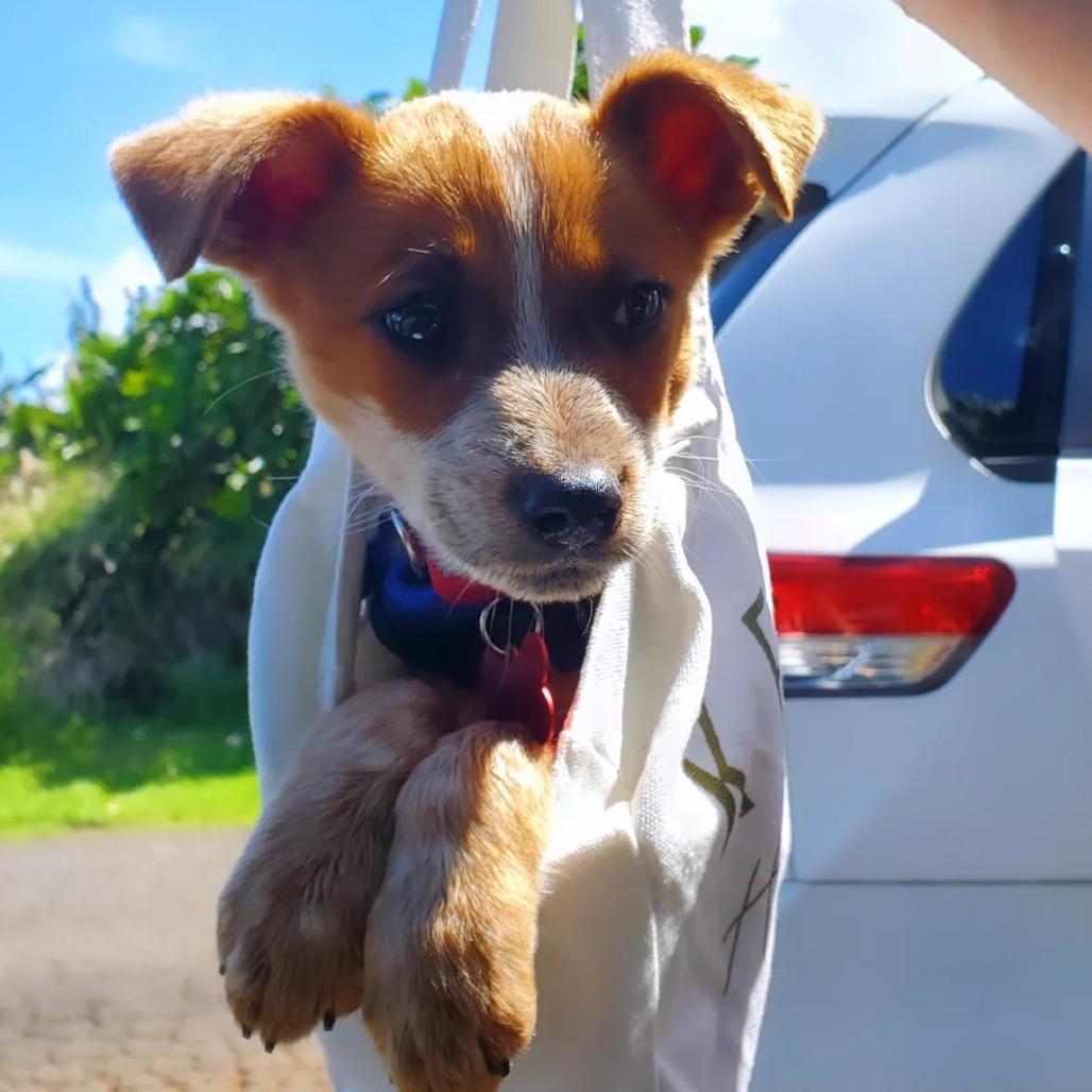 Ollie, a Adoptable mixed breed in Volcano, HI image 2/3