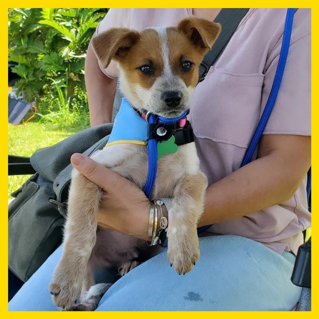 Ollie, a Adoptable mixed breed in Volcano, HI image 3/3