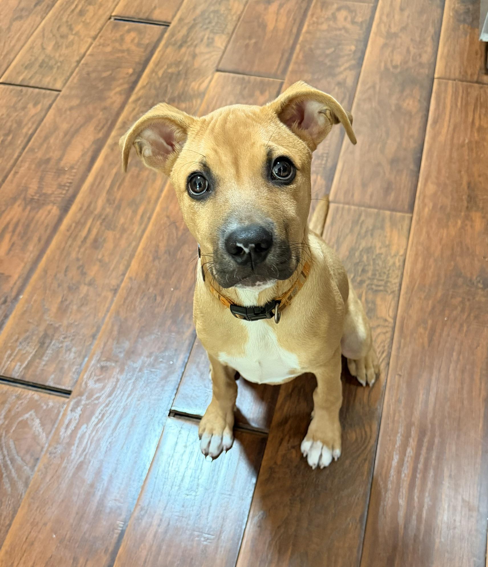 Oscar, a ADOPTABLE mixed breed in Aurora, IL image 1/4