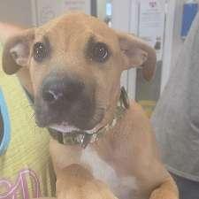Oscar, a ADOPTABLE mixed breed in Aurora, IL image 4/4