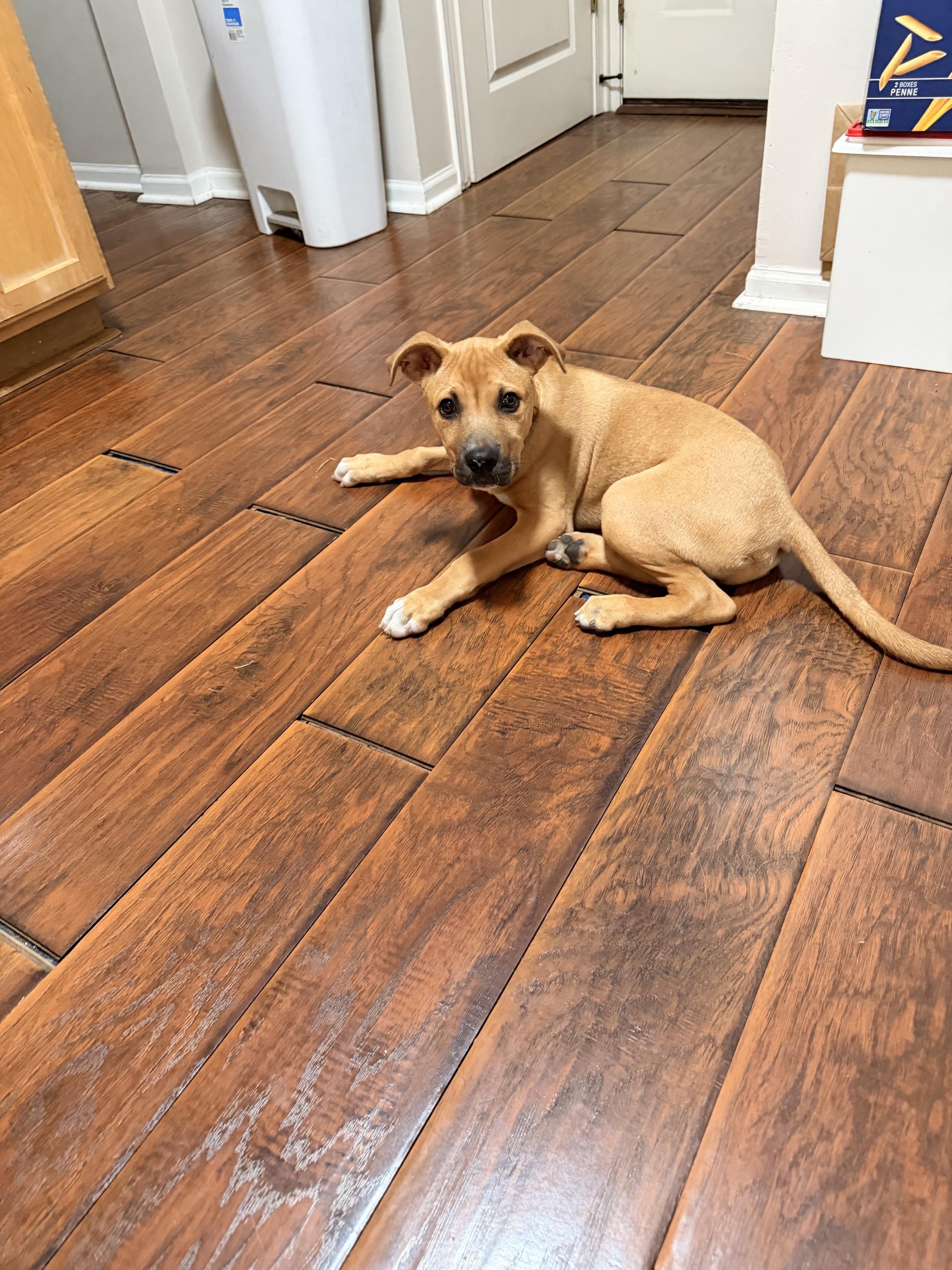 Oscar, a ADOPTABLE mixed breed in Aurora, IL image 3/4