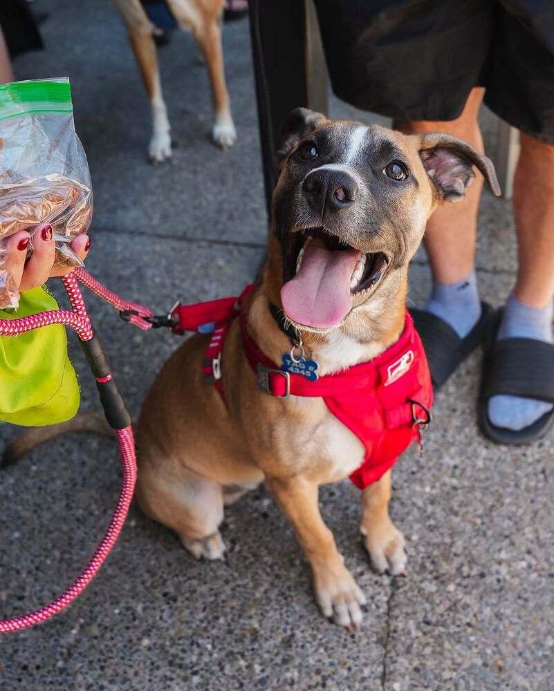 Basil (Baking & Spices), Adoptable, Puppy Male Mixed Breed.