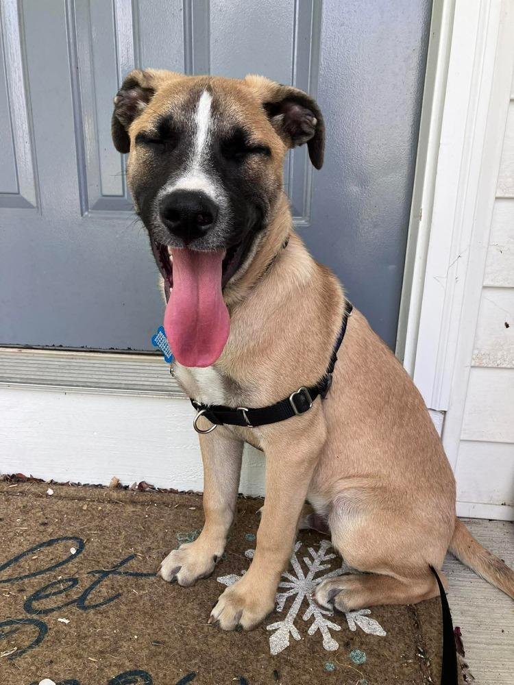 Basil (Baking & Spices), Adoptable, Puppy Male Mixed Breed.