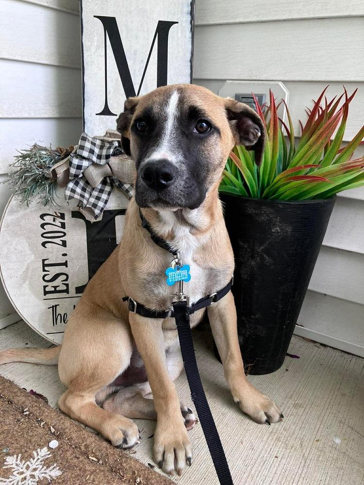 Enlarge Basil (Baking & Spices), a Adoptable mixed breed in New Albany, OH image 2/6